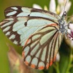 image of animal