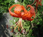 image of flower