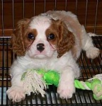 image of blenheim_spaniel
