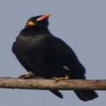 image of enggano_myna #7