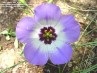 image of flower