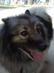 image of keeshond