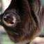 image of three_toed_sloth