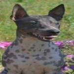 image of animal