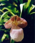 image of flower
