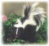 image of skunk