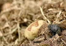 image of dung_beetle