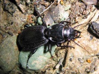 image of ground_beetle #30