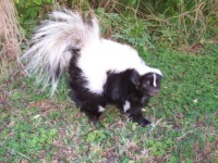 image of skunk