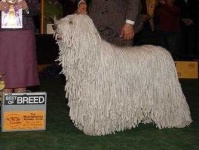 image of komondor