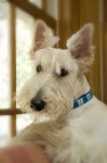 image of scottish_terrier #19