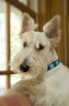 image of animal