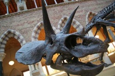 image of triceratops