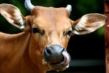 image of animal