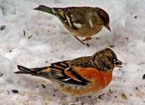 image of brambling