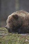 image of brown_bear