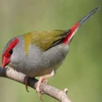 image of bird