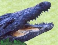image of animal