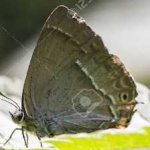 image of animal