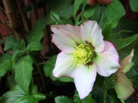 image of flower
