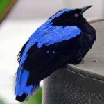 image of bird