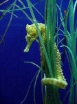 image of sea_horse