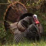 image of wild_turkey #18