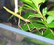 image of walking_stick