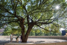 image of tree