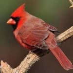 image of bird