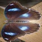 image of eggfly #22