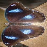 image of animal