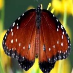 image of animal