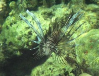 image of lionfish