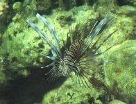 image of lionfish #7