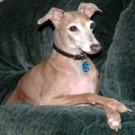 image of animal