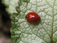 image of leaf_beetle