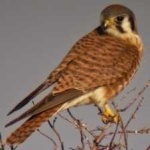 image of bird