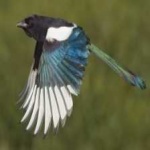 image of bird