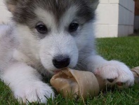 image of malamute