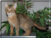 image of animal