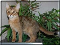 image of abyssinian #25