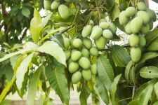 image of fruit_and_vegetable
