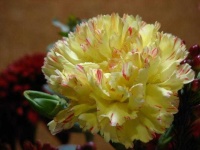 image of flower
