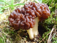 image of gyromitra