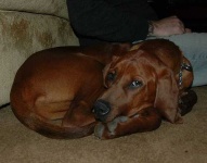 image of redbone