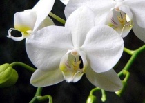 image of moon_orchid #37