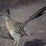 image of bird