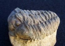 image of trilobite