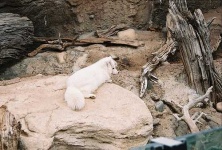 image of arctic_fox